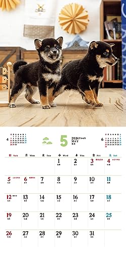 [S exkluzívnymi výhodami pre kupujúcich] Fukufuku Shibainu (Impress Kalendár 2024)