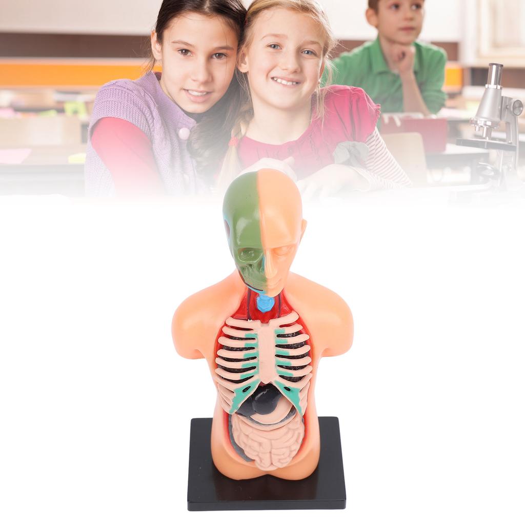 Model lidského těla, struktura kostry, vzdělávací studijní nástroje pro anatomii a fyziologii pro studenty