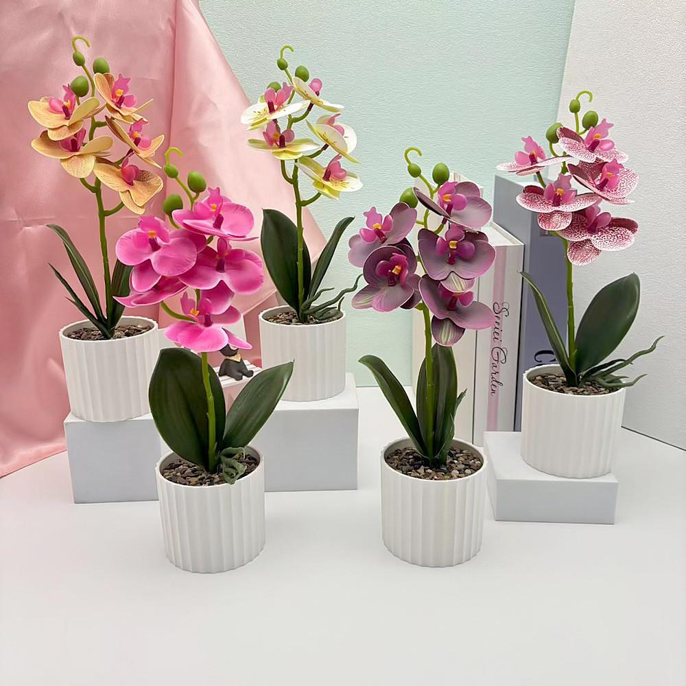 Potted Flower Phalaenopsis Plant For Wedding Home And Commercial Decoration
