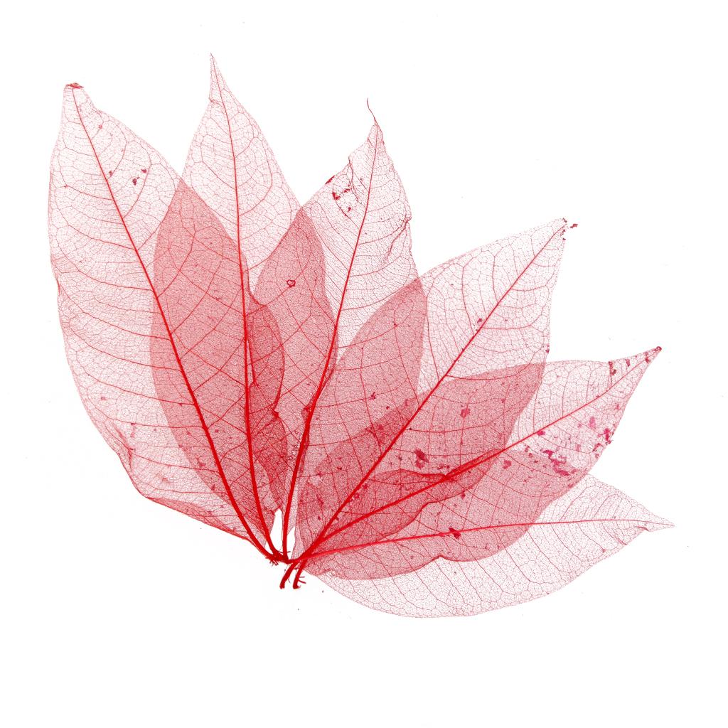 50 ks Přírodní magnóliové kostrové listy Listy Karta Scrapbook