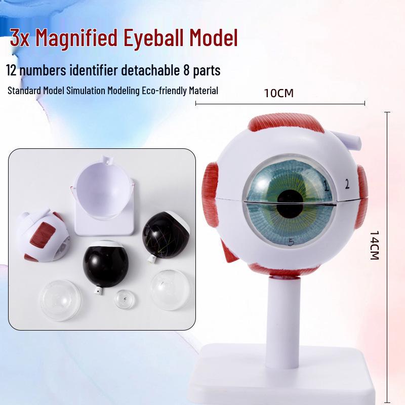 6x Magnified Human Eye Anatomy Model for Teaching
