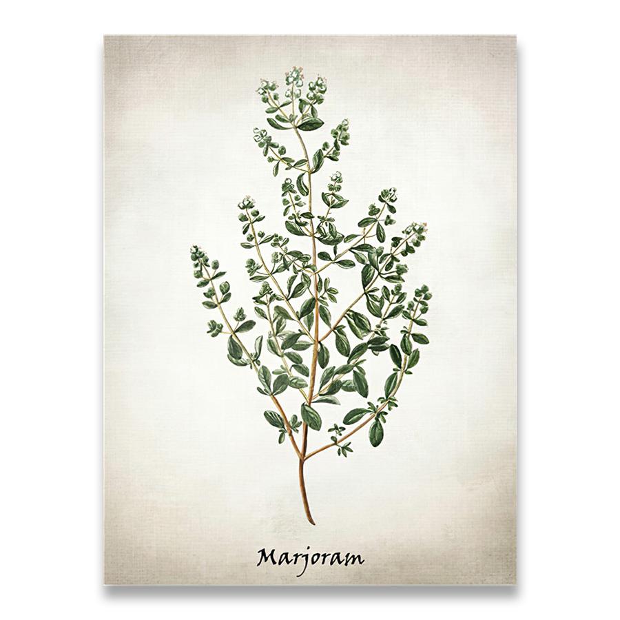 Herb Canvas Art Painting Vintage Herbal Illustrations Posters and Prints Culinary Herbs Botanical Kitchen Wall Art Picture Decor