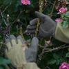 Niesporek Rose Gardening Long Puncture for Farm and Gardening Gloves, Gloves, Sleeve, Resistant, Thorn-Resistant, Weeding, Work,
