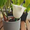 1PC Self Watering Spike for Plants Automatic Plant Watering Device Self Watering Planter Insert for Indoor Outdoor Potted Plants