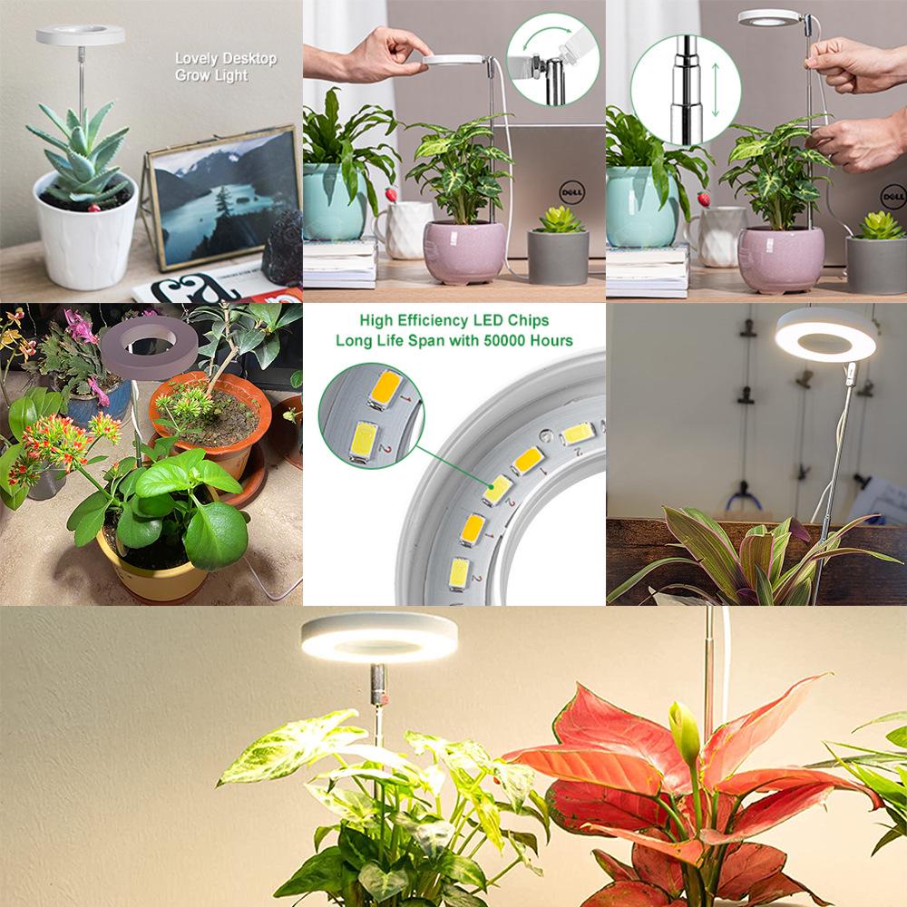 Indoor LED Angel Ring Grow Light for Plants and Succulents