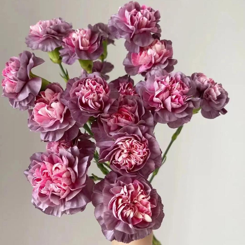 Carnation Fresh Cut Flowers for Teacher's Day, Women's Day, Family Arrangements, and Goddess Day Gifts.