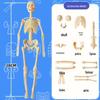Human Skeleton & Organs Model for Medical Teaching and Science Education