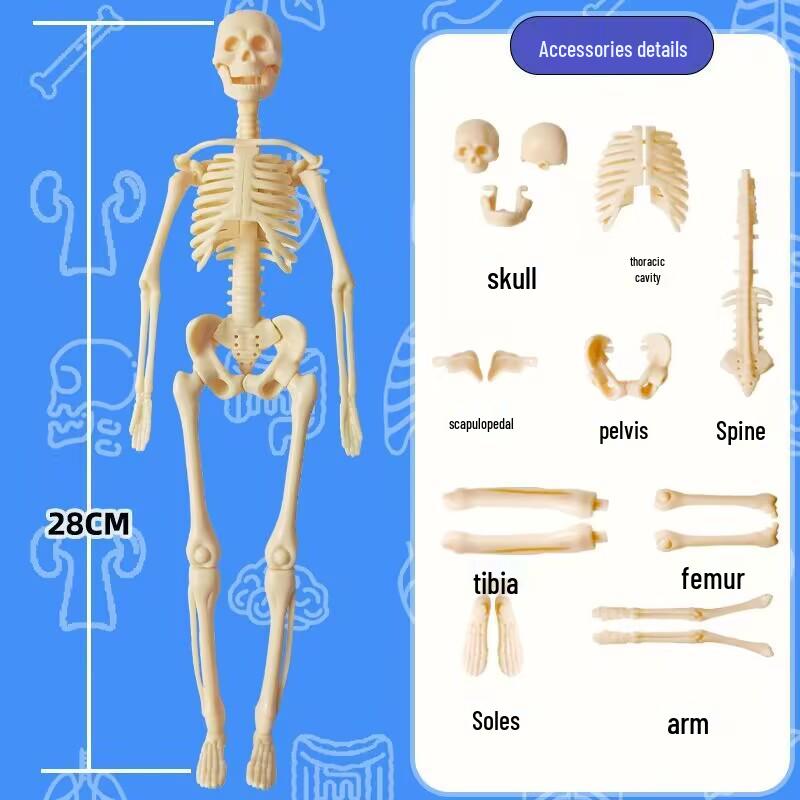 Human Skeleton & Organs Model for Medical Teaching and Science Education