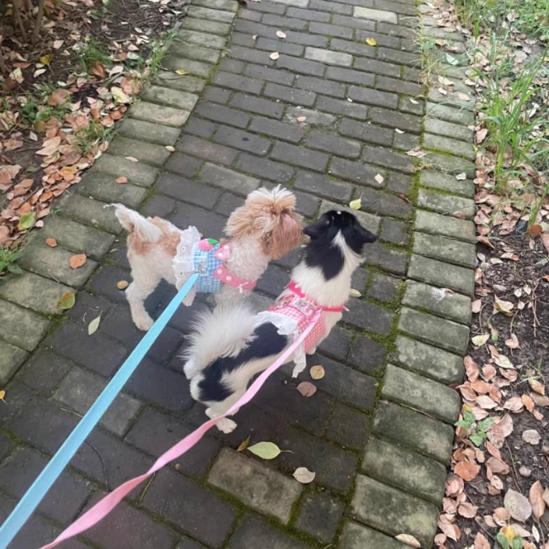 Pet Blue Grid Breathable Strap Hamesses Traction Outward Rope Comparison Bear Teddy Marzis Cat Strawberry Set Chest Back