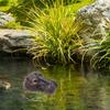 Hippo Head Resin Ornaments For Outdoor Garden Courtyard Pond Fish Tank Decoration