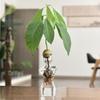 Female Body Clear Glass Avocado  Sprouting Planter Modern Hydroponic Vases For Indoor Plant Display Desktop Decors