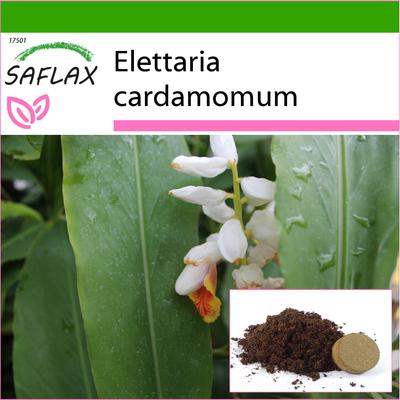 Cardamomo - 20 semillas - Con sustrato para maceta para un mejor cultivo - Elettaria cardamomum