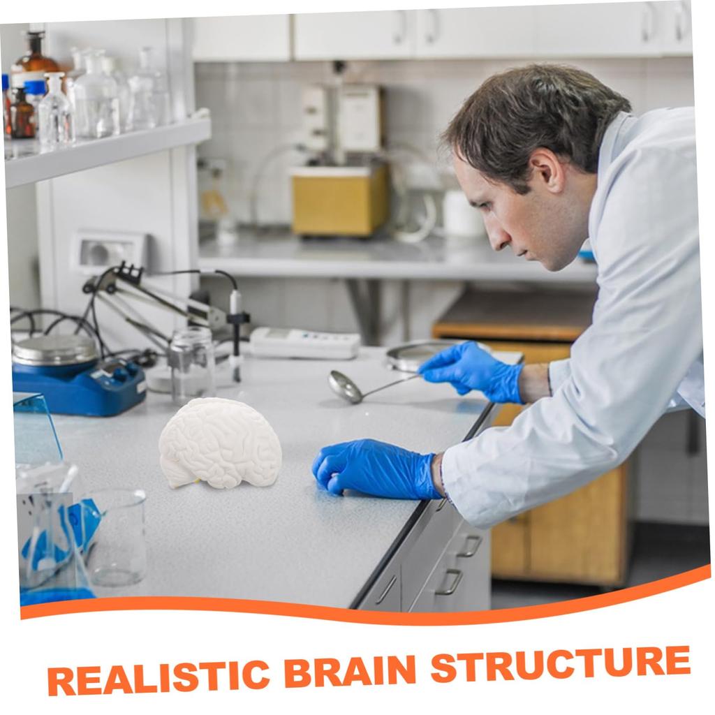 TENDYCOCO Human Brain Model: Human Brain Anatomy Model with Display Base, White for Learning Science Classroom Research Display Medical Education