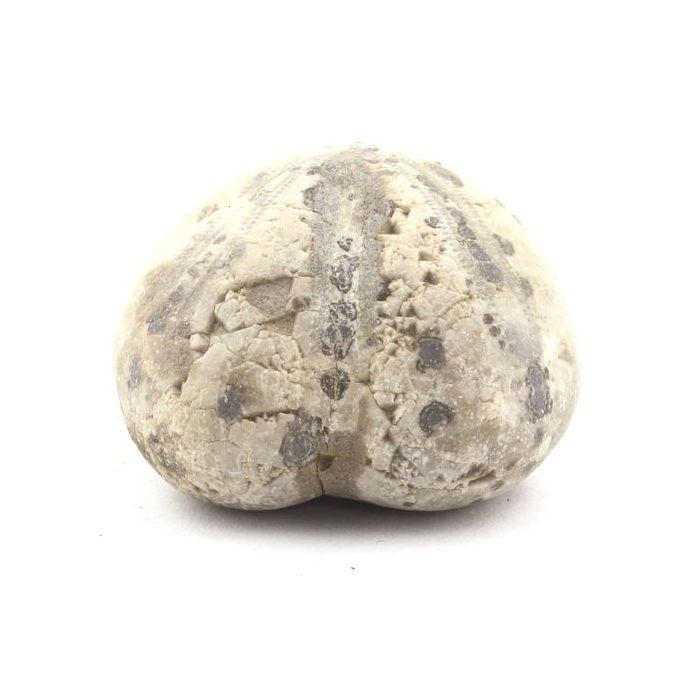 Pierres et Minéraux. Oursin Fossile, Toxaster Amplus. 159.10 ct. Claix, Isère, France.