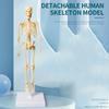 Skeletal Joints Of Human Organ Model DIY Human Body Model Teaching Bone Model  Teaching Tools