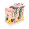 50-fach dreidimensionales menschliches Hautmodell, Anatomie, Biologie, Lehrmittel, Laborbedarf