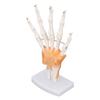 Hand Skelett Modell Lebensgröße PVC Auf Sockel mit Gelenken Werkzeug zum Lernen Lehren