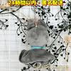 [USED] SKZOO Wolfchan Plush Toy Teru Teru Bouzu Keychain Bangchan