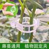 Plant Clip/Seedling Clip/Plastic Vine Clip/Branch Clip/Hanging Vine Clip/Vine Clip/Vine Fixing Clip