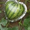  Heart-shaped Watermelon Shaping Growth Molds  Heart Fruit Mould