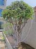 Orchard Anti-Bird Nylon Net for Cherry & Jaboticaba Trees - Sky Grape Protection