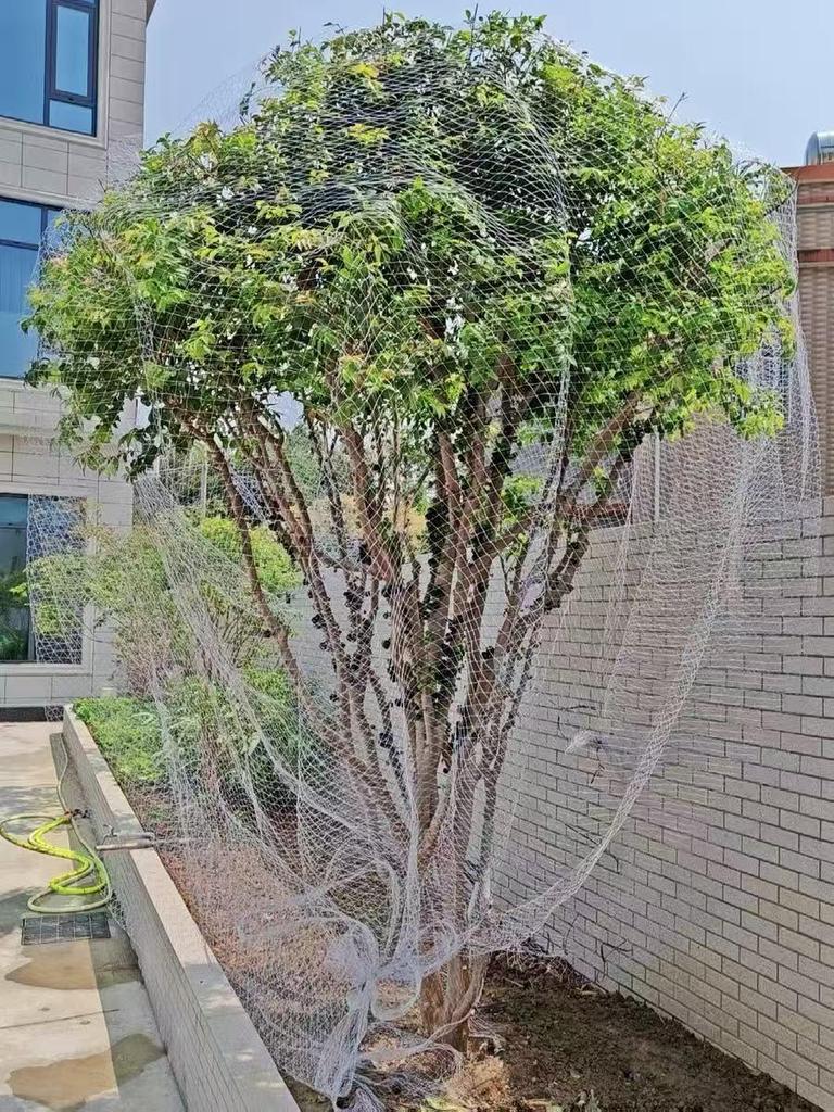 Orchard Anti-Bird Nylon Net for Cherry & Jaboticaba Trees - Sky Grape Protection