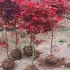 Japanese Red Maple Sapling
