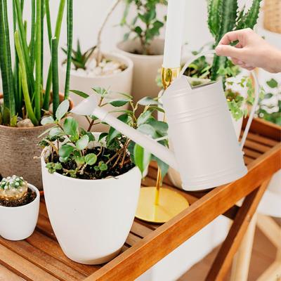 Regadera Decorativa para el Cuidado de Flores en Casa
