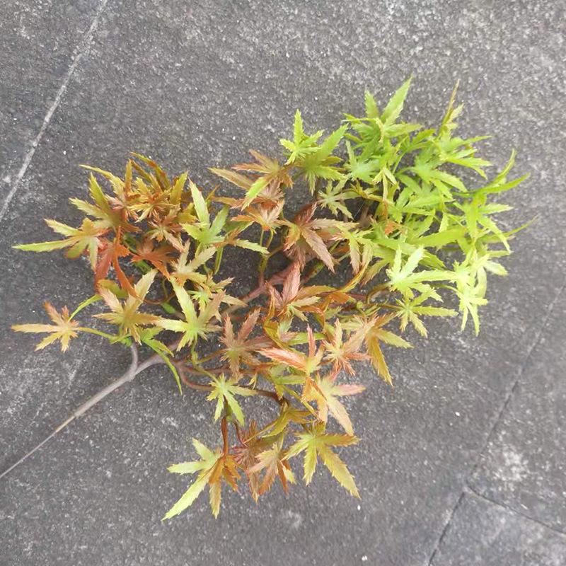 Ramură Artificială de Pin cu Frunze de Arțar și Accente de Chiparos