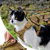 Tactical Puppy Harness For Small Dogs Adjustable Cat Harnesses Vest For Military Service Dogs Training Kitten Cat Accessories