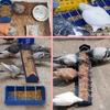 20/40cm Pigeon food box Bird feeding bowl water feeding bowl Spliceable food box waterproof and durable Farm feeding tools