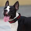 Dog Collar Nylon Collars for Dogs Walking Waterproof Pet Collar Reflective Dog Collars Adjustable Dogs Harness Chain Pet Product