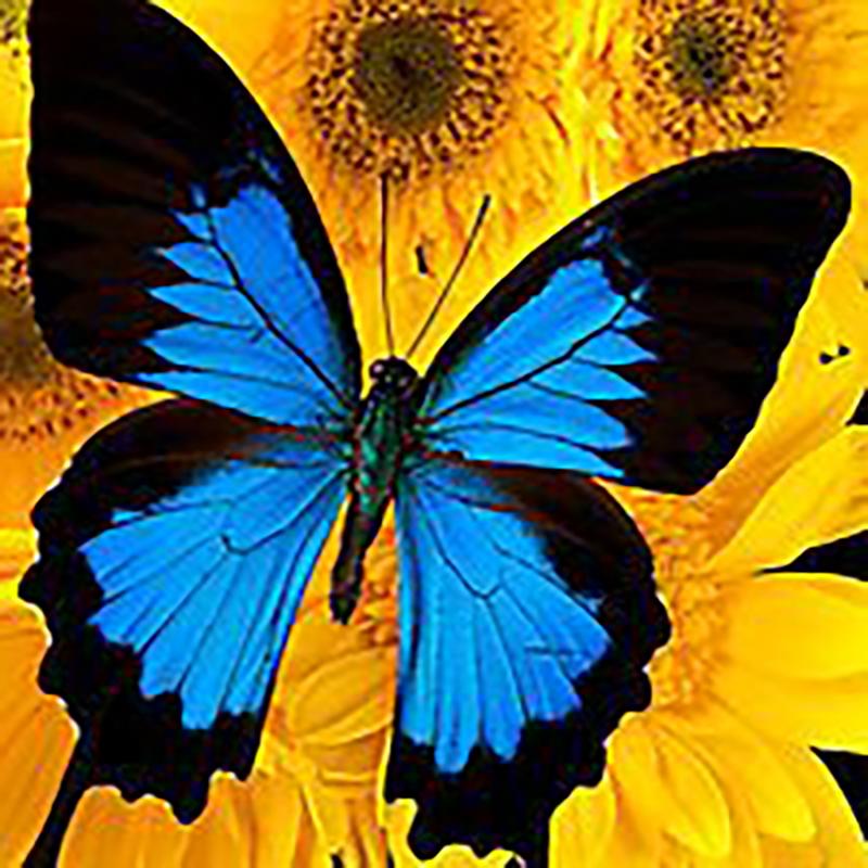 DIY motyl 5D diamentowe malowanie w pełni z okrągłych wierteł kwiat diamentowy haft Cross Stitch mozaika do wystroju pokoju Wall Art prezent