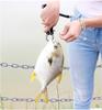 Fish Grip Fishing Tackle Fish Catcher Aluminum Alloy with Safety Rope (red)