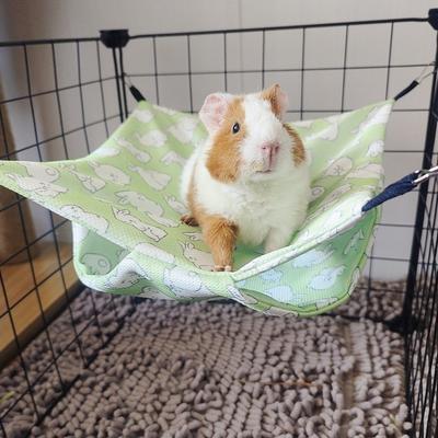 Produtos para animais – Roedores
