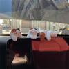 3pcs /set Collectible Kitten Car Ornaments Handmad Pet Cat Landscape Decoration  Desktop Decorative