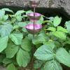 Metal Bird Bath Stake with Three Bowls for Garden Use, Rainwater Water Rest for Birds and Butterflies on Open Lawn