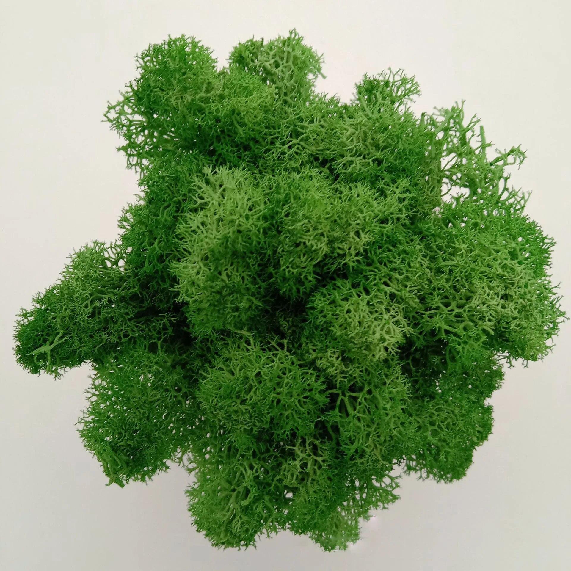 

Искусственные растения своими руками, консервированный мох, имитация поддельных растений, декор для сада, ландшафтный декор стен, украшения для дома, аксессуары, подарки 50g изумрудный