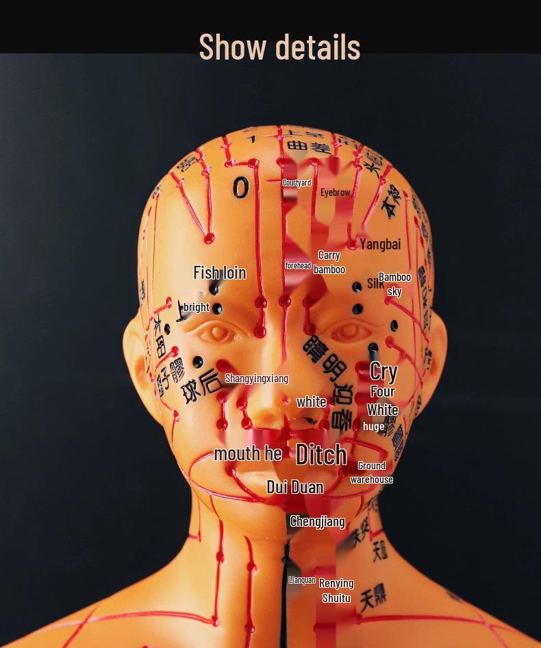 50CM Průhledný meridiánový model lidského těla - Mužský a ženský Akupunkturní body tradiční čínské medicíny.