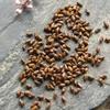 Tradisjonell urtete BlackTea Forbedring av synsskarphet Sunt Kina Ningxia