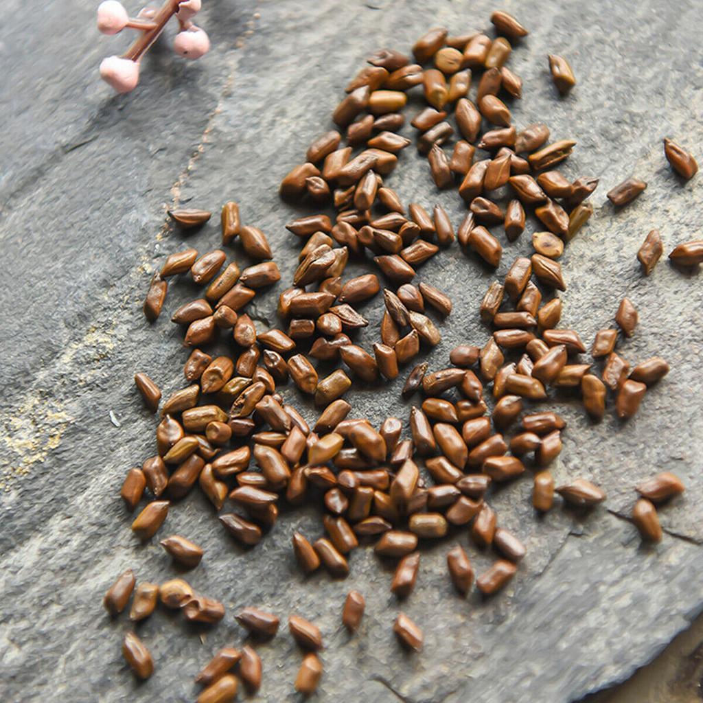 Tradisjonell urtete BlackTea Forbedring av synsskarphet Sunt Kina Ningxia