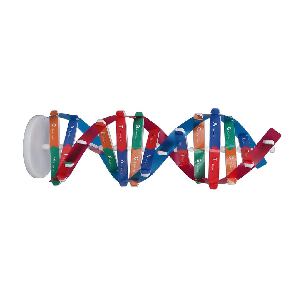 Human DNA Model Colorful Double Spiral Assemble Model Science Educational Teaching Toy for Kids