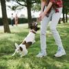 1pc Interactive Dog Chew Toy Durable Rope Knot Ball, Bite-Resistant, Training and Playtime for All Breeds, Interactive Play Rope Ball