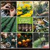 100/200g Soil Activated Treasure Soil Activators Potting Soil Seedling Compost for Garden Plant Rooting Landscaping
