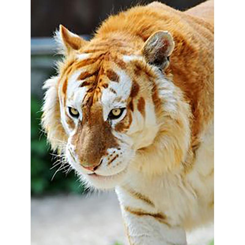 5D Diy Diamond Painting Animal Tiger Diamond Embroidery Full Drill Rhinestones Daimond Painting Mosaics Home Decor Cross Stitch