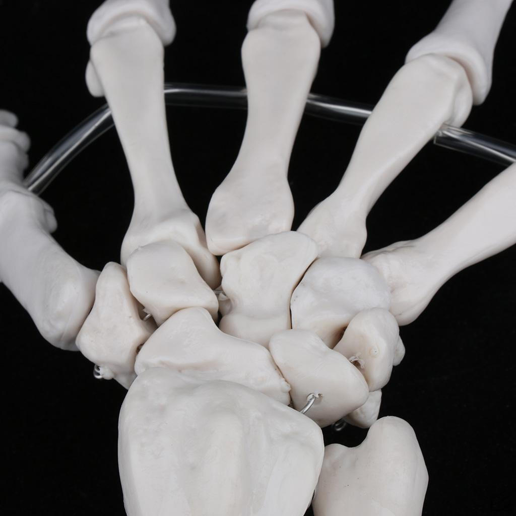 Size Human Hand Joint Skeleton Model,