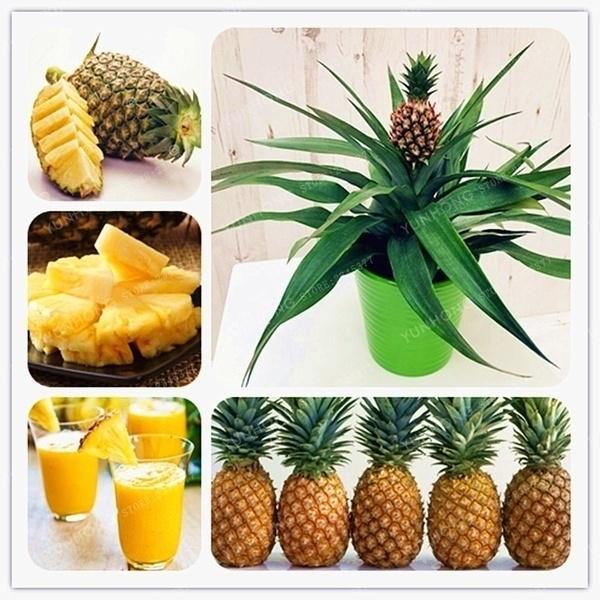 ananas　コムハニー　1000g ananas コムハニー 1000g Crazy Fresh Cut Pineapple Chunks