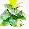 Ficus Pandurata Hance Faux Greenery With Realistic Leaves For Office And Living Room