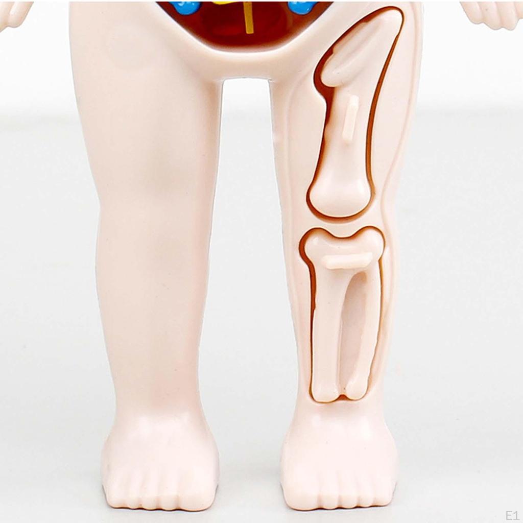 Body Torso Model,Early Learning toy and school Educational,DIY Toys Assembly,Human Organ