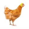 Farm Pet Chicken Helmet Sun Rain Protection Cute Hat For Hens Outdoor Henhouse Protective Gear Fighting Cock Funny